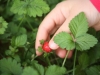 Strawberry Patch Discovery!!! - Day 107