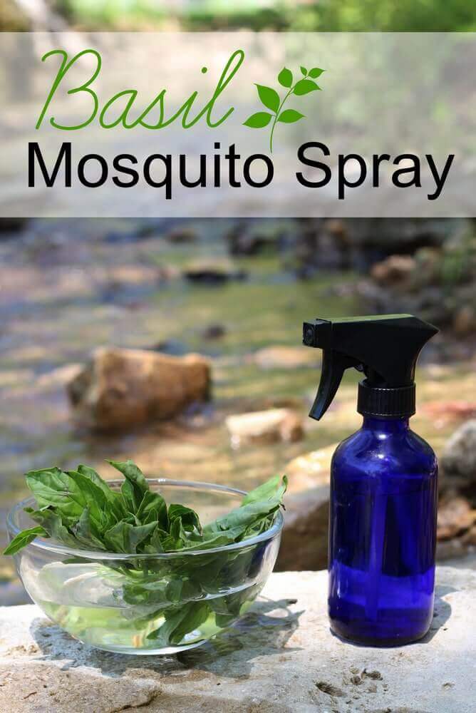 How to make an herbal spray to keep mosquitos away! Just basil, water and vodka. Basil essential oil can be added, too, if you have it on hand.